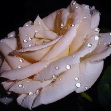 Схема вышивки «Роза»