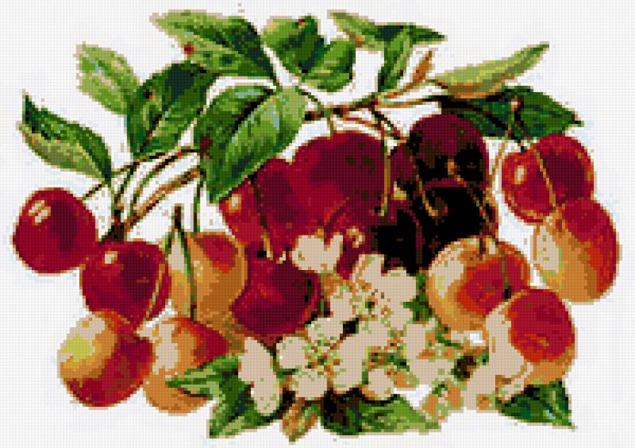 ветка черешни - ветка ягоды черешни - предпросмотр