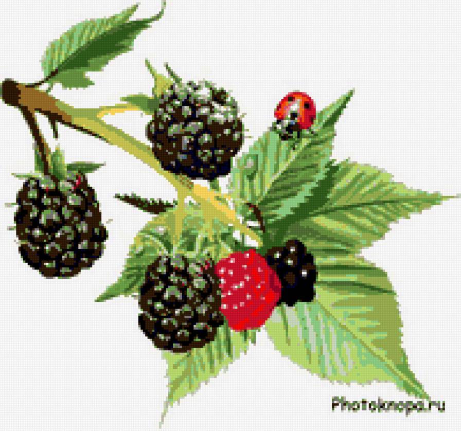 гроздь ежевики - ягоды ежевика гроздь - предпросмотр