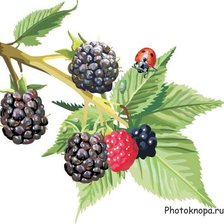 Схема вышивки «гроздь ежевики»