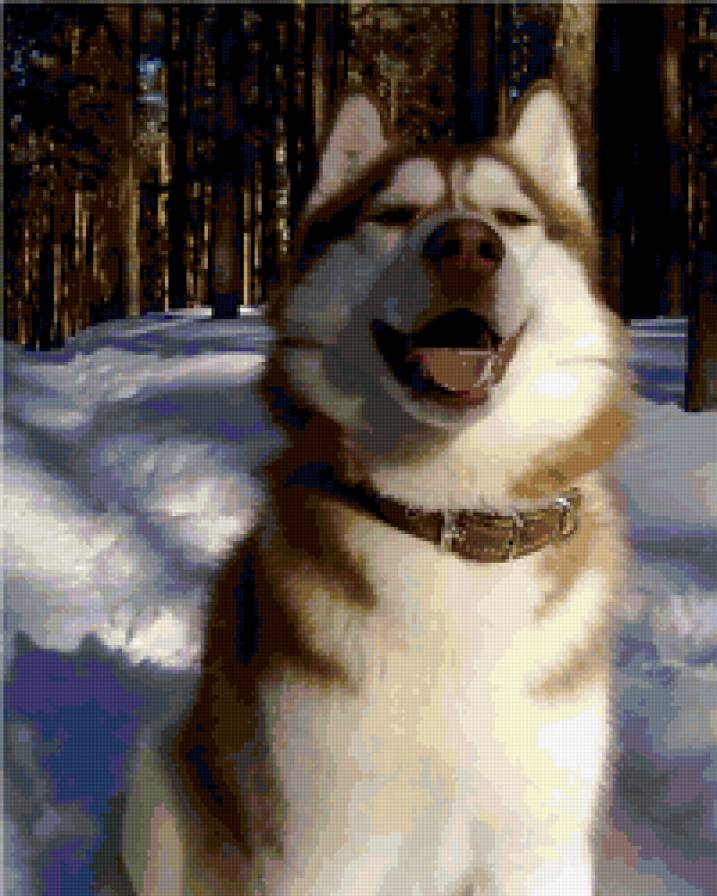 хасик зимой - животные, собака, хаски - предпросмотр