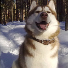 Схема вышивки «хасик зимой»