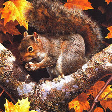 Схема вышивки «белочка»