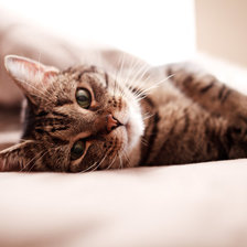 Схема вышивки «киса»