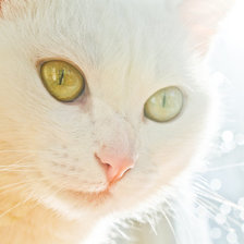 Схема вышивки «киса»