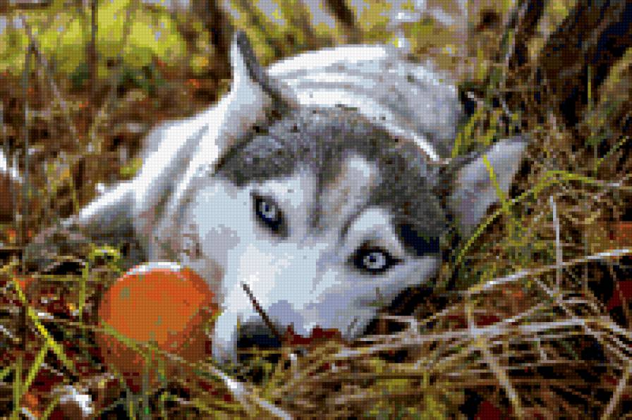 красавец - животные - предпросмотр