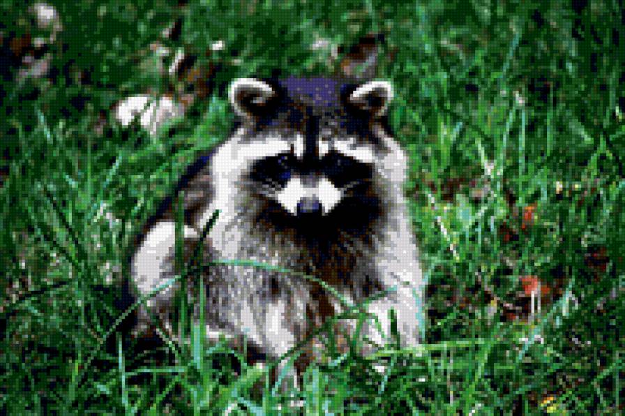 лапочка - животные - предпросмотр