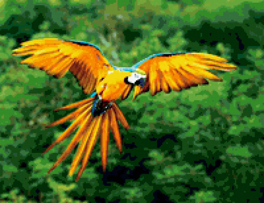 попугай - птицы - предпросмотр