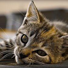 Схема вышивки «киса»