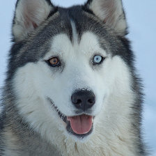 Схема вышивки «Хаска»