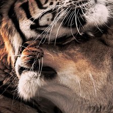 Схема вышивки «№434559»