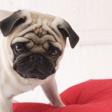 Схема вышивки «мопсик»