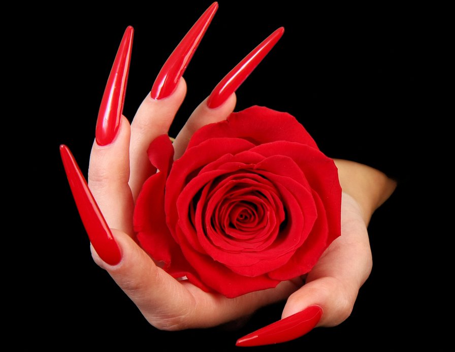 роза - роза - оригинал