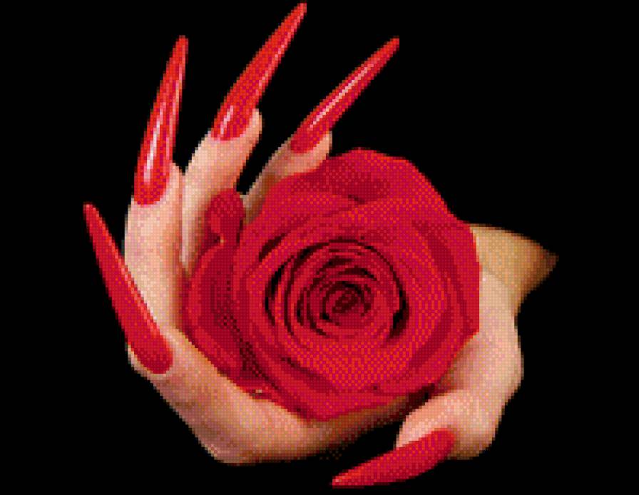 роза - роза - предпросмотр