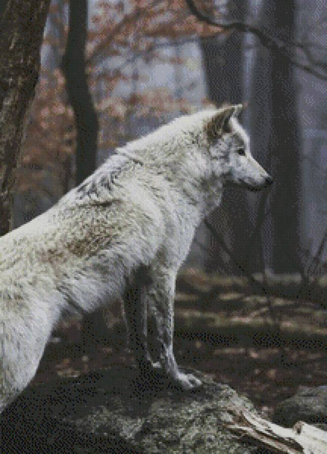 взгляд - волк, взгляд, лес, природа - предпросмотр