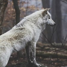 Схема вышивки «взгляд»