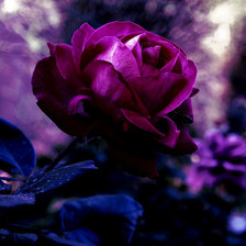 Схема вышивки «роза»