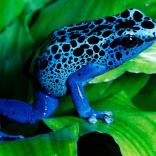 Схема вышивки «лягушка»