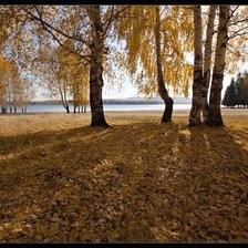 Схема вышивки «березки осенью»
