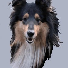 Схема вышивки «Колли»