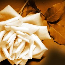 Схема вышивки «Роза»