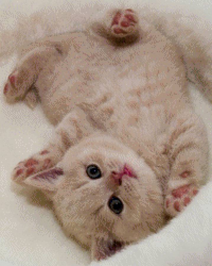 Крошка - кошки - предпросмотр