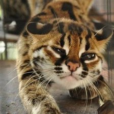 Схема вышивки «Потягушки»