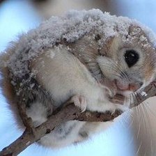 Схема вышивки «Крошка*»