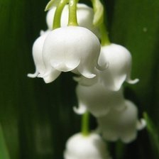 Схема вышивки «ландыши»