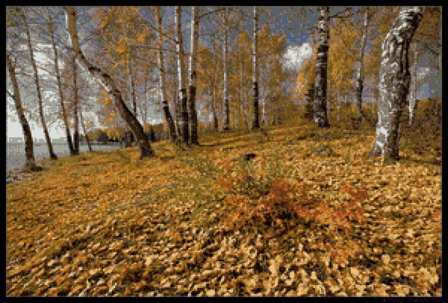 золото осени - листва, осень, березы, природа, пейзаж - предпросмотр