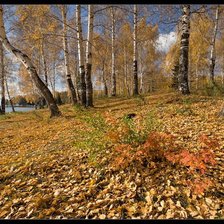 Схема вышивки «золото осени»