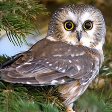 Схема вышивки «Совёнок»