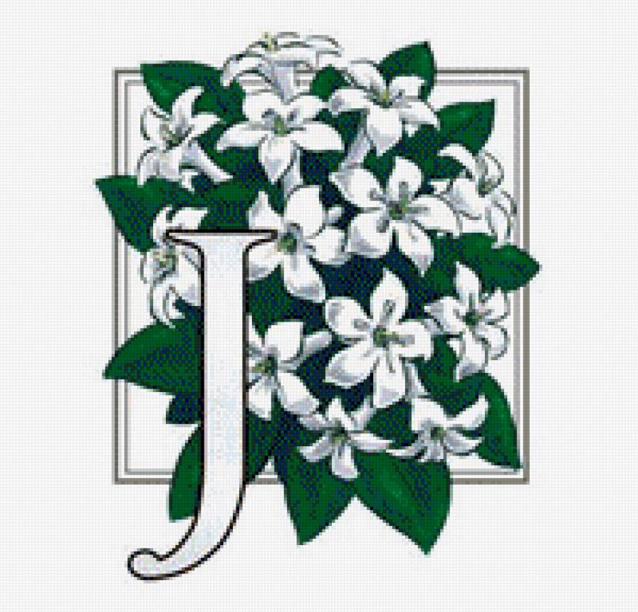 жасмин - цветы, цветок, жасмин - предпросмотр