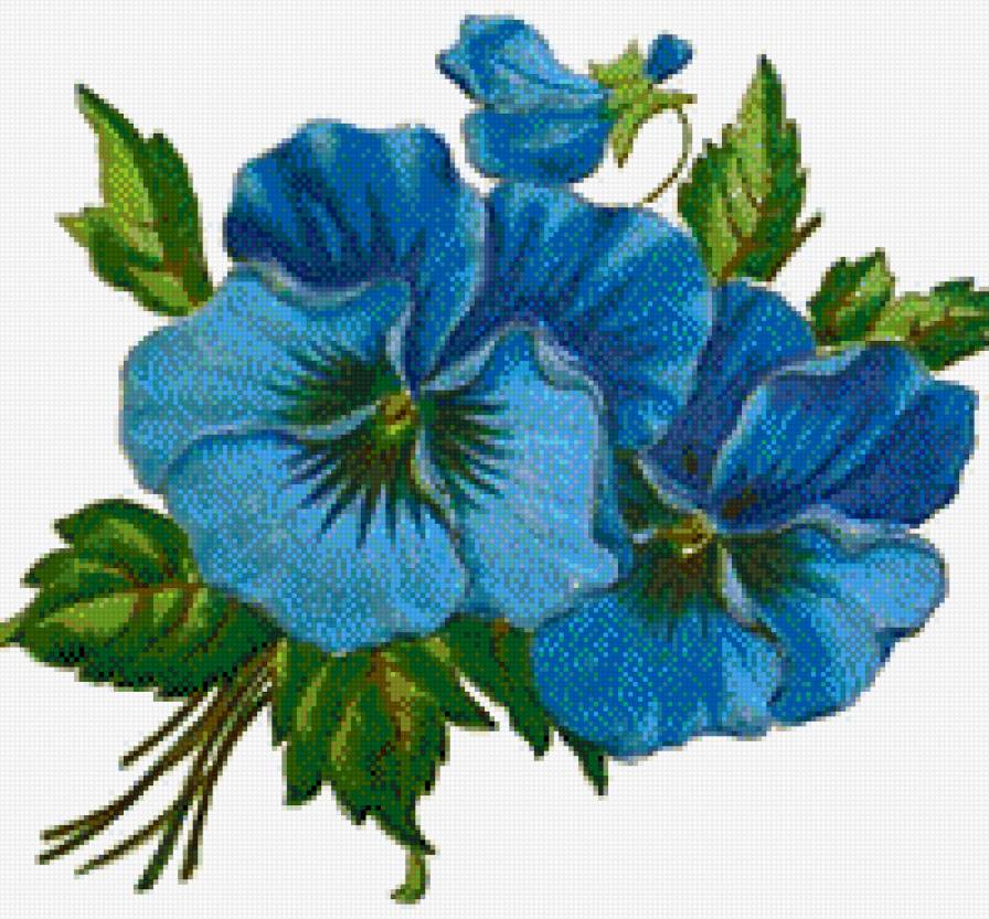 анютки - букет, цветы, анютки - предпросмотр