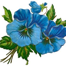 Схема вышивки «анютки»