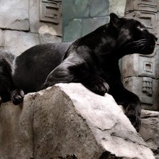 Схема вышивки «Пантера»