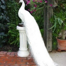 Схема вышивки «павлин»