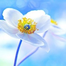 Схема вышивки «Цветок»