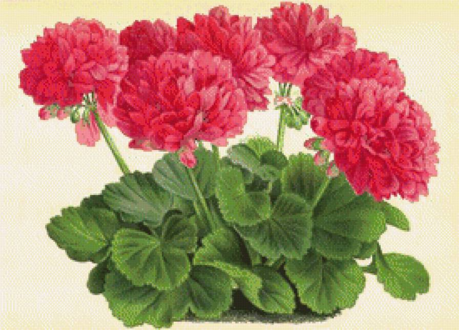 Герань - панно, цветы, пеларгония, цветок, нежные лепестки, герань - предпросмотр