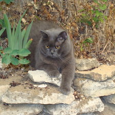 Схема вышивки «Горец»