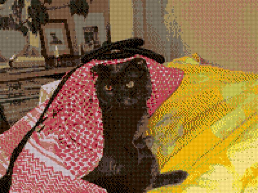 иностранец - кот - предпросмотр