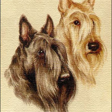 Схема вышивки «Два скотча»