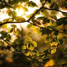 Схема вышивки «Летний день»