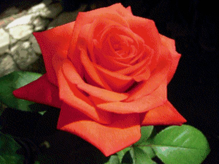 Red Berlin - роза - предпросмотр