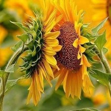 Схема вышивки «подсолнухи»