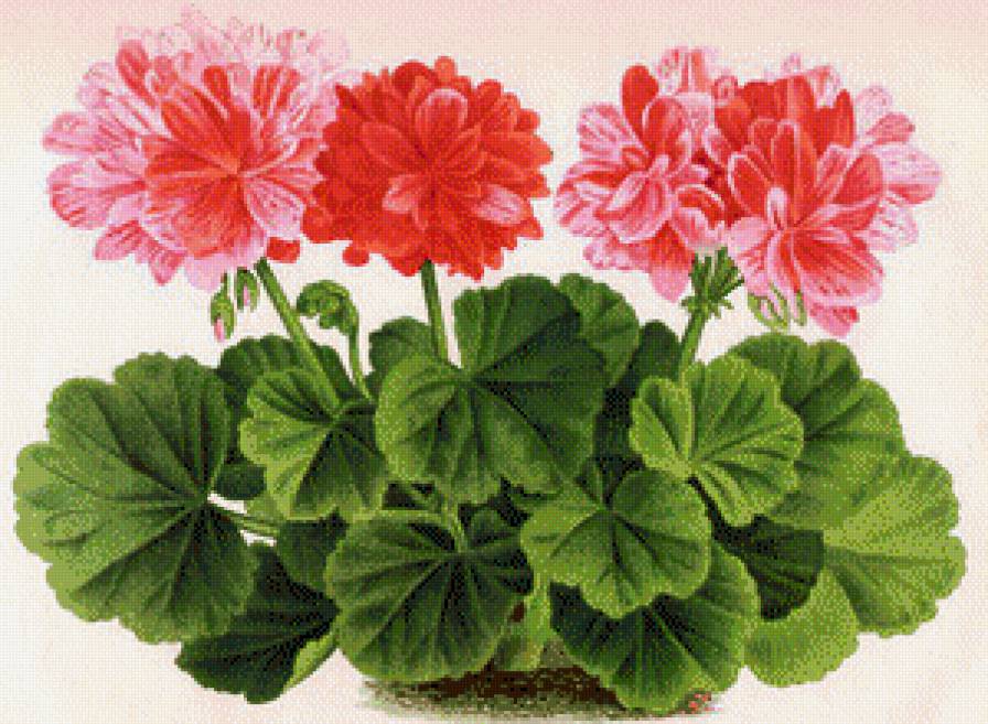 Герань - нежные лепестки, панно, цветы, цветок, герань - предпросмотр