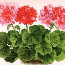 Схема вышивки «Герань»