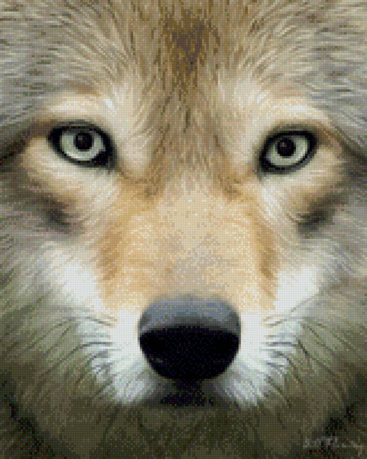 Волк - волки, взгляд, животные - предпросмотр