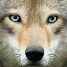 Схема вышивки «Волк»