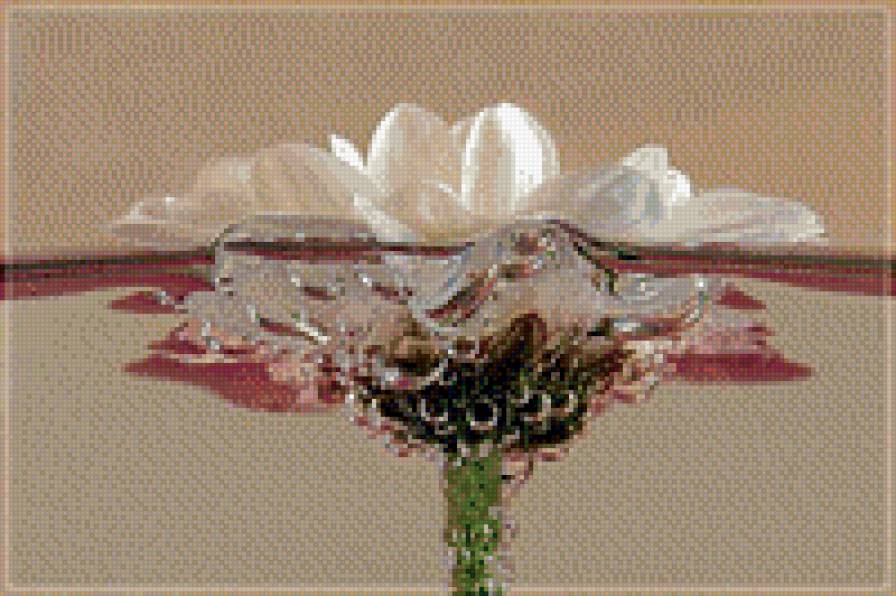 цветок - ромашка, вода, цветок - предпросмотр